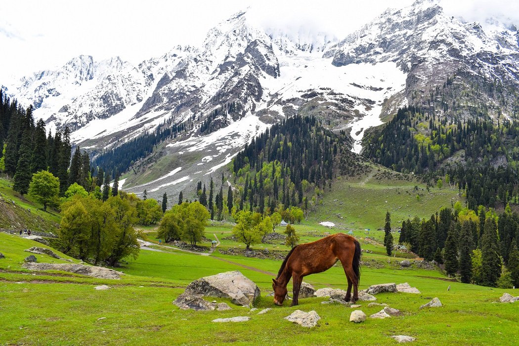 Thajiwas Glacier 